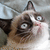 :grumpycat8: